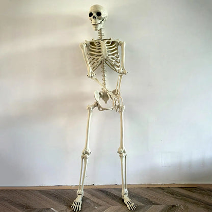 Halloween Realistic Body Bones Life Size Human Skeleton With Posable Joints S